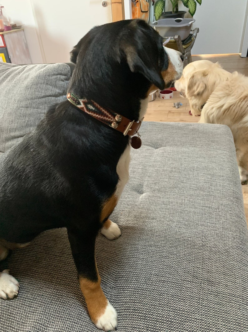 Peut inclure: Un chien noir et blanc avec un collier marron et &agrave; motifs est assis sur un canap&eacute; gris. Un deuxi&egrave;me chien golden retriever est &agrave; l'arri&egrave;re-plan. Le collier a une base en cuir marron avec un motif tiss&eacute; color&eacute; et une petite &eacute;tiquette ronde.