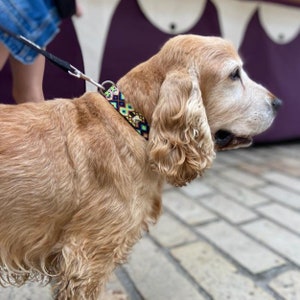 Peut inclure: Un Cocker Spaniel dor&eacute; portant un collier &agrave; motifs color&eacute;s et une laisse noire. Le chien se tient sur une surface en briques, avec un arri&egrave;re-plan violet et blanc. Le collier pr&eacute;sente un motif g&eacute;om&eacute;trique avec des accents noirs, verts, jaunes et bleus.