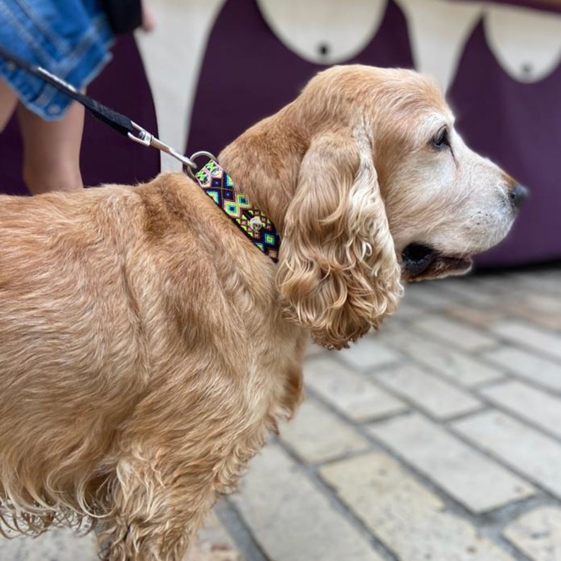 Peut inclure: Un Cocker Spaniel dor&eacute; portant un collier &agrave; motifs color&eacute;s et une laisse noire. Le chien se tient sur une surface en briques, avec un arri&egrave;re-plan violet et blanc. Le collier pr&eacute;sente un motif g&eacute;om&eacute;trique avec des accents noirs, verts, jaunes et bleus.