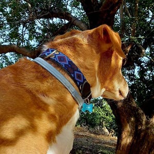 Colliers pour chiens marron et bleu marine, collier foncé pour animaux de compagnie, cadeaux pour les amoureux des chiens, collier confortable pour chiots, collier pour animal de compagnie, CHIENS : image 10