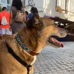 Peut inclure: Un chien brun et beige portant un collier en cuir marron avec un motif de perles d&eacute;coratives bleues, vertes et blanches. Le chien porte un harnais noir et se trouve &agrave; l'ext&eacute;rieur par une journ&eacute;e ensoleill&eacute;e.