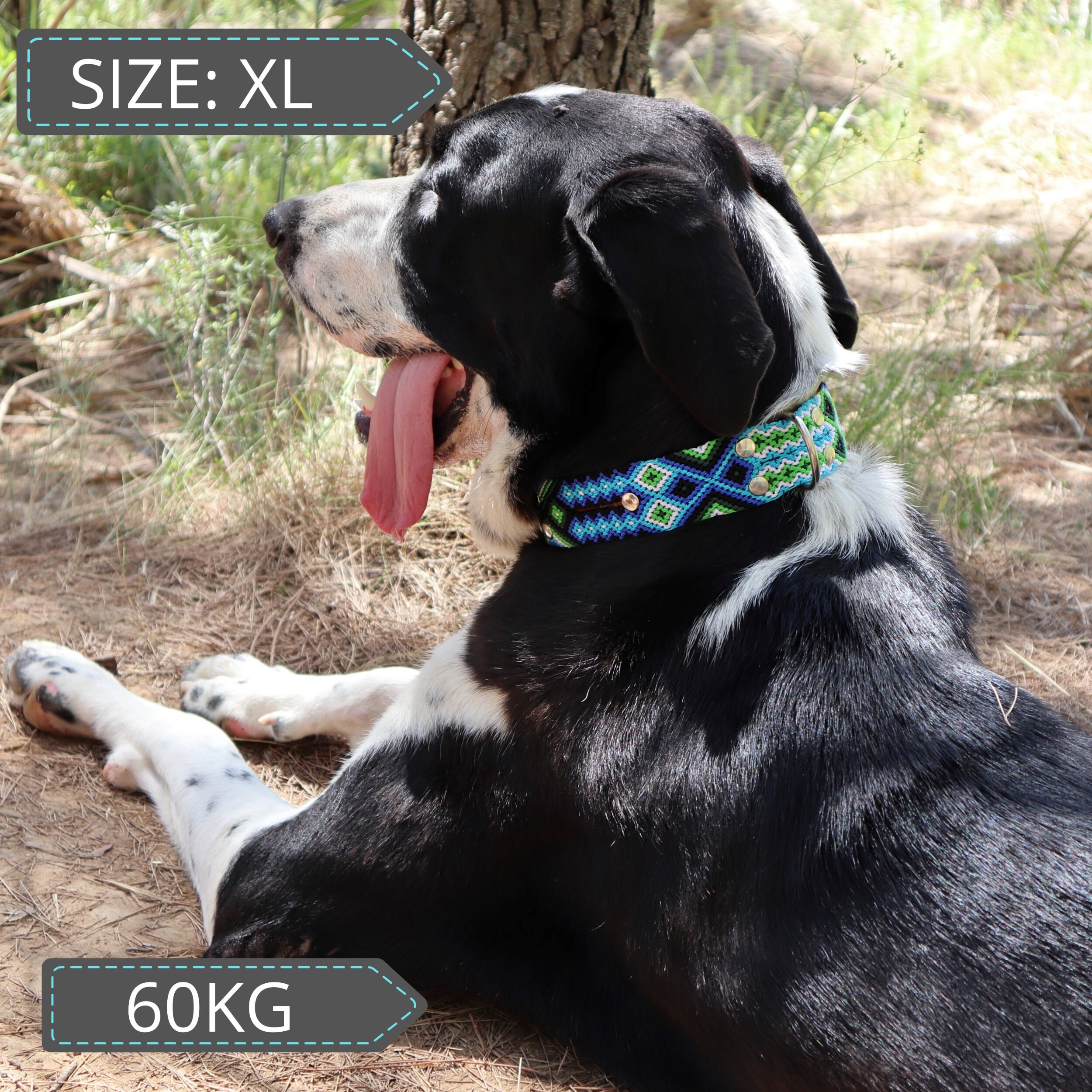 Collares básicos Tacto Suave Abrazadera de Cuero Hecho en España Collar para Perros Semi-Martingale Nylon Trenzado Medianos y Grandes y Resistente XS Entrenamiento para Pequeños mumnet.com