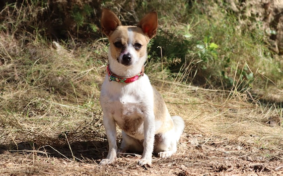 Collari per Animali di piccola e media taglia, collare in pelle pregiata  con tessuti Blu Navy, Collare da Appendere Targhetta, Collari Per Cuccioli  Giocattolo. -  Italia