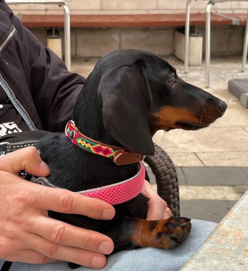 ソフトレザー子犬用首輪（アルミIDタグ付き）、小型犬用首輪 - Etsy 日本