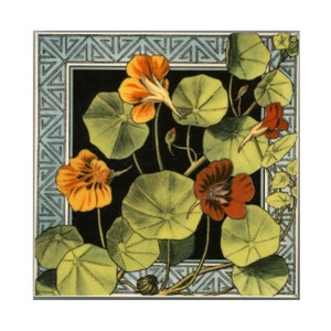 Puede incluir: Una ilustración botánica vintage de una planta de capuchina con flores naranjas y rojas y grandes hojas verdes redondas. La ilustración está enmarcada con un patrón geométrico azul y blanco.