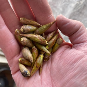 May include: A handful of green and brown tree buds, with pointed tips, are held in an open palm. The buds vary in color, with some showing hints of red and brown. The image is a close-up, highlighting the texture and details of the buds.