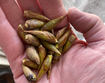 Fresh Cottonwood  buds foraged in Colorado