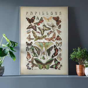 Fairycore Decor Butterflies Chart Printable Wall Art, Vintage Nature Aesthetic Poster