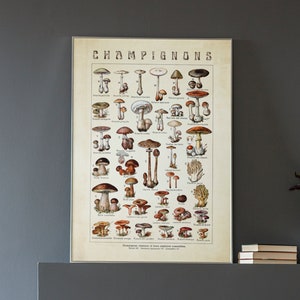 Goblincore Decor Mushroom Chart Printable Wall Art, Vintage Nature Aesthetic Poster