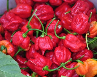Trinidad Scorpion Pepper Seeds