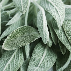 Sage Garden Salvia Seeds