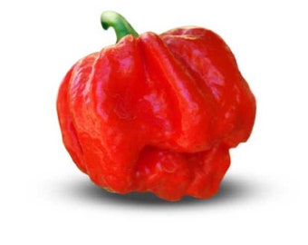 May include: A single, bright red, wrinkled habanero pepper with a green stem.