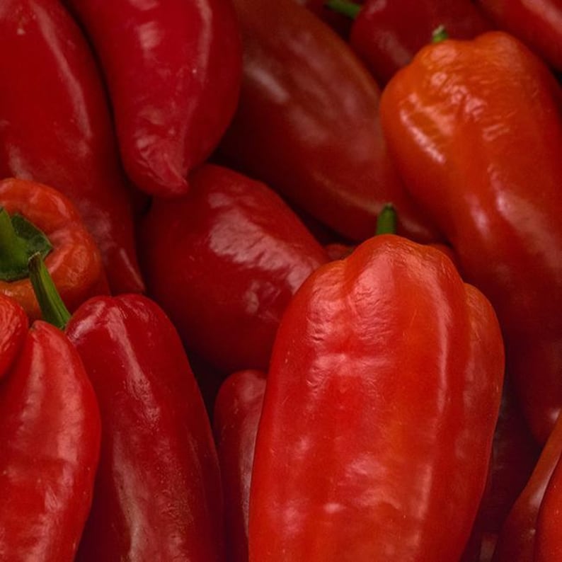 Pepper Joe's Marconi Italian Pepper Seeds - Thumbnail 3