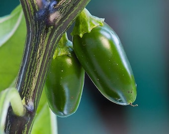 Pepper Joe's Jalapeno Pepper Seeds