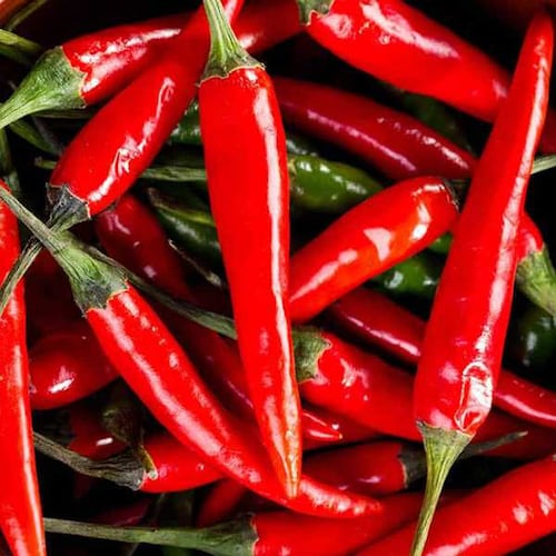 Dragon Cayenne Hot Pepper Seeds Etsy