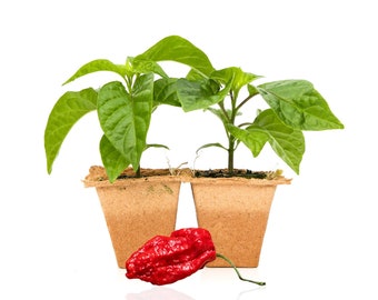 Apocalypse Scorpion Pepper Plants