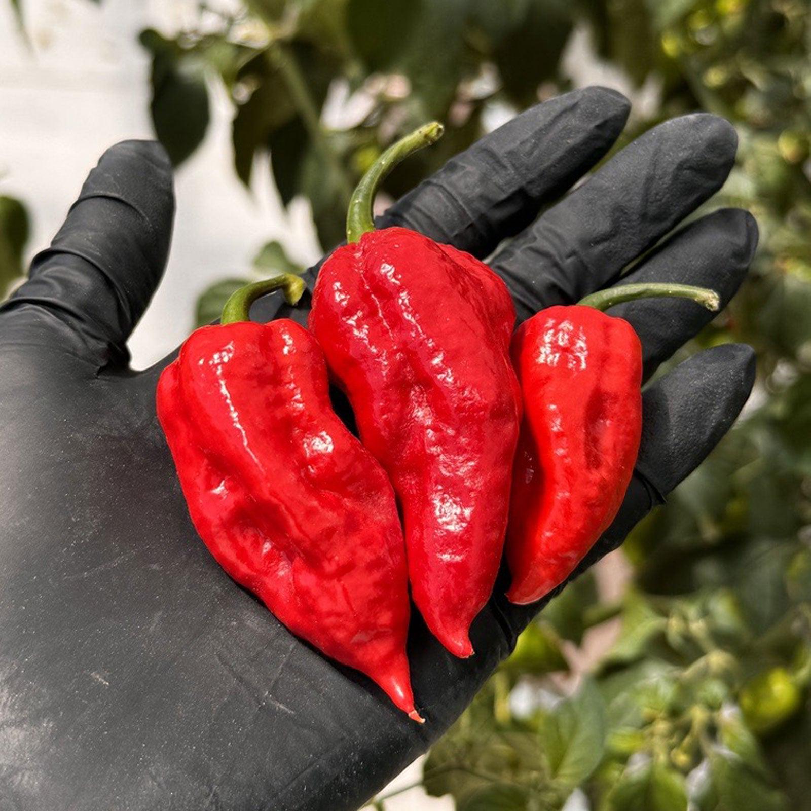 Ghost Pepper Seeds - Bhut Jolokia Pepper Seeds - Etsy