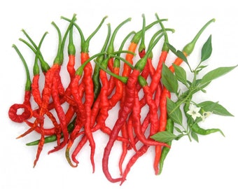 Himo Togarashi Pepper Seeds