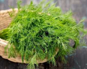 May include: A bunch of fresh dill sprigs in a woven basket. The dill is a vibrant green color and the basket is a light brown color.