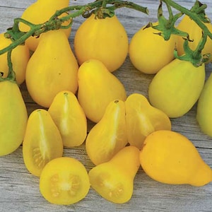 Beam&#39;s Yellow Pear Tomato Seeds