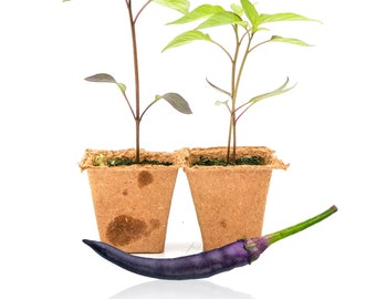 Purple Cayenne Pepper Plants