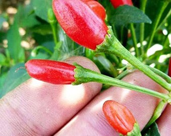 Chili Tepin Pepper Seeds