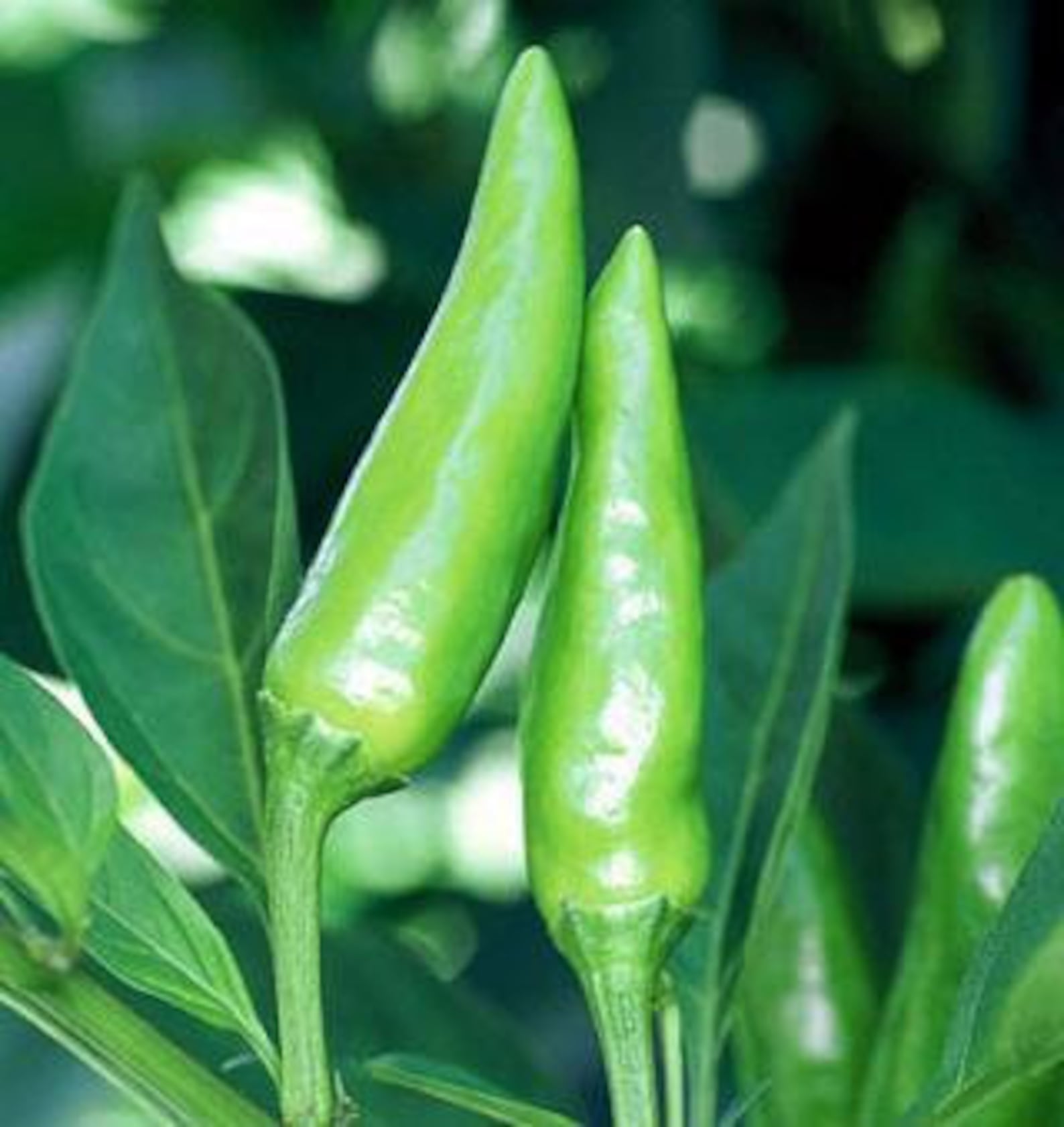 Sport Pepper Seeds Etsy