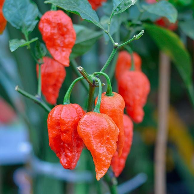 Ghost Pepper Seeds - Bhut Jolokia Pepper Seeds - Etsy