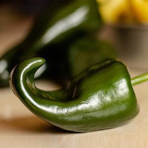 May include: A close-up of a green poblano pepper. The pepper is shiny and has a slightly curved shape.