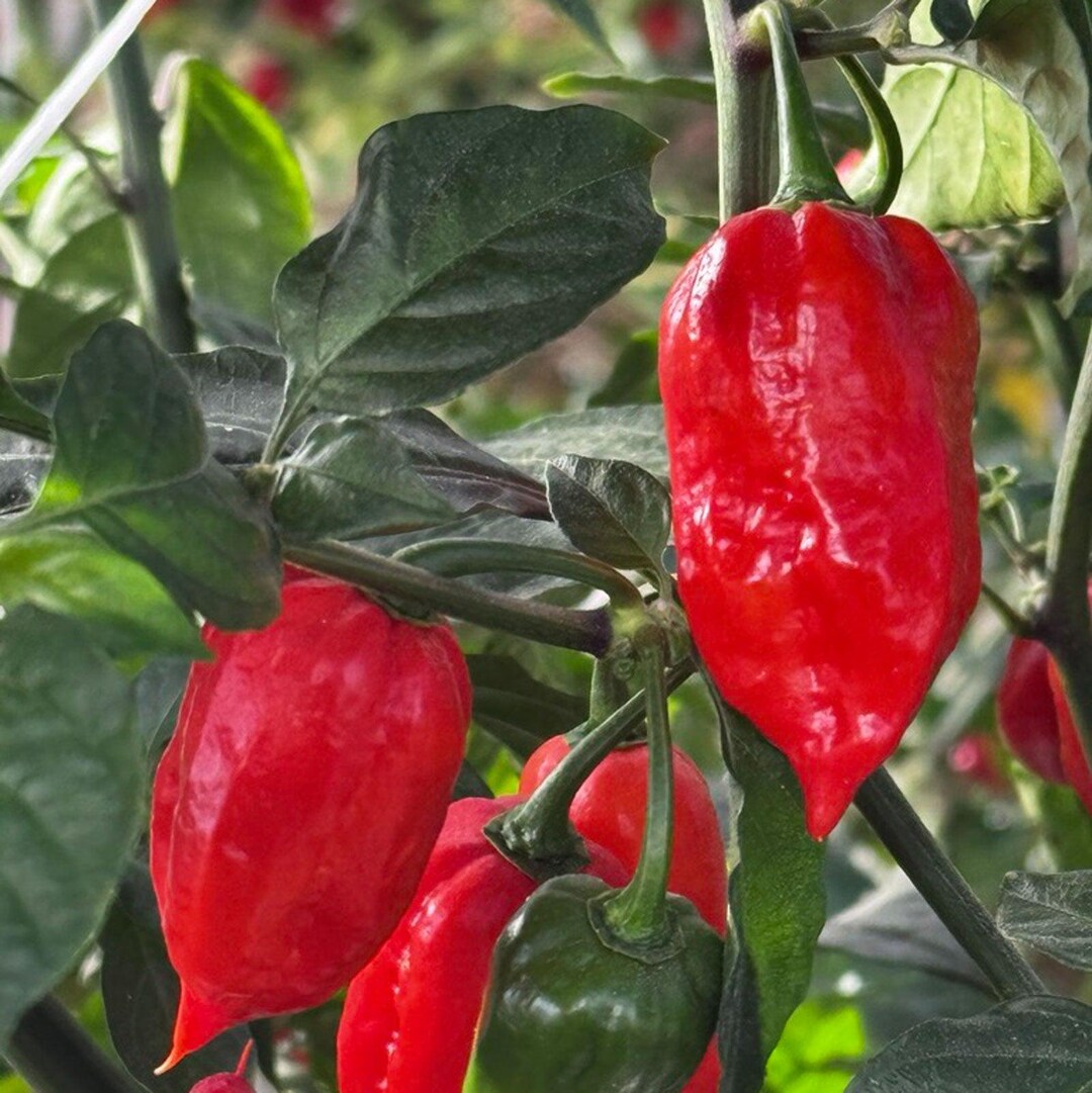 Ghost Pepper Seeds - Bhut Jolokia Pepper Seeds - Etsy