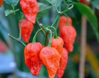 Ghost Pepper Seeds - Bhut Jolokia Pepper Seeds