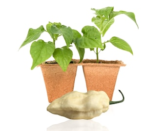 White Ghost Pepper Plants