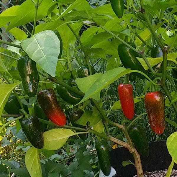 Chipotle Jalapeno Seeds - Etsy