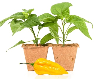 Fatalii Pepper Plants