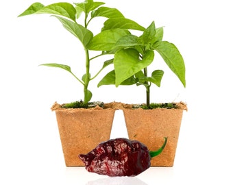 Chocolate Ghost Pepper Plants