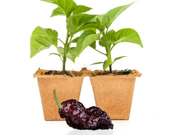 Chocolate Reaper Pepper Plants