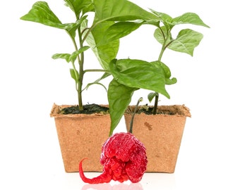 Carolina Reaper Pepper Plants