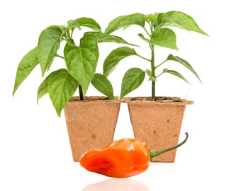 Habanero Pepper Plants