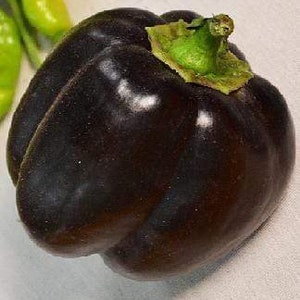 Bella Noir Pepper Seeds
