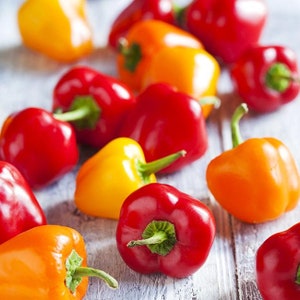 Mini Bell Pepper Seed Variety Mix