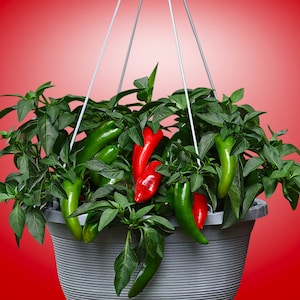 May include: A hanging planter filled with green and red chilli peppers. The planter is grey and has a textured surface. The peppers are growing in a lush green plant.