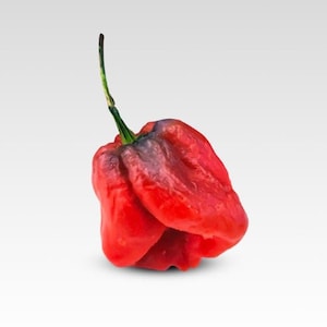 7 Pot Merlot Pepper Seeds