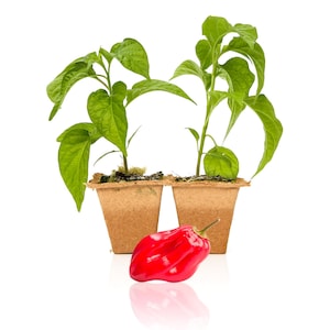 Red Savina Habanero Pepper Plants