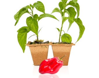 Red Savina Habanero Pepper Plants