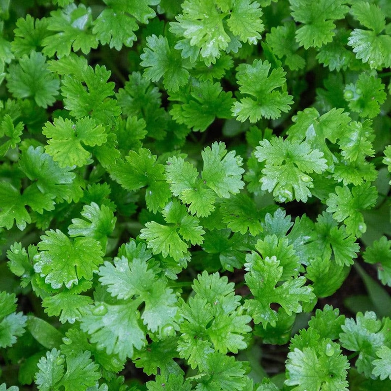 Pepper Joe's Giant of Italy Parsley Seeds