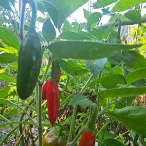 May include: A close-up of a green jalapeno pepper growing on a plant with red peppers. The peppers are growing in a garden setting.