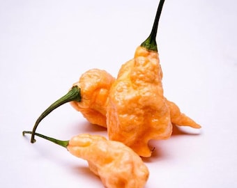 May include: Three orange habanero peppers with green stems. The peppers are wrinkled and have a bumpy texture.