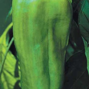May include: A large, green bell pepper hanging from a vine. The pepper has a smooth, glossy skin and is slightly curved.