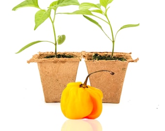 Yellow Scotch Bonnet Pepper Plants