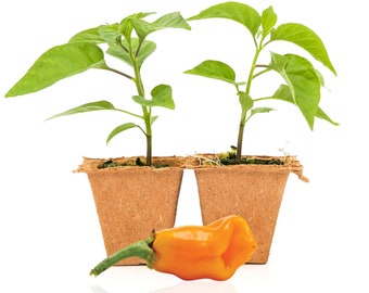 Datil Pepper Plants